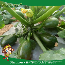 Suntoday sortidas mudas de vegetais híbrido F1 Orgânica oval rodada preto verde escuro com sementes de abóbora pod (17005)